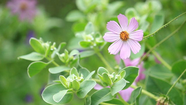 花。视频素材