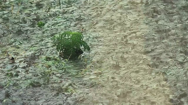 瓢泼大雨中的小植物视频素材