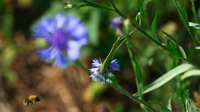 蚱蜢和大黄蜂。视频素材