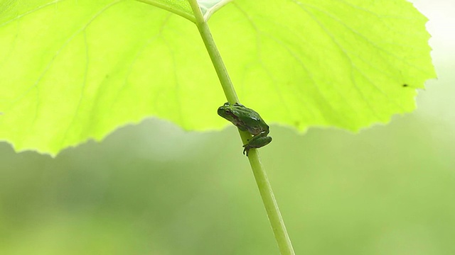 青蛙视频素材