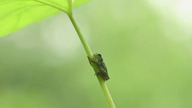 青蛙视频素材