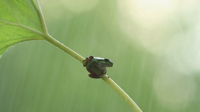 青蛙视频素材