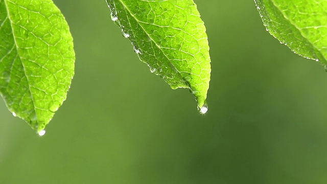 滴水视频素材