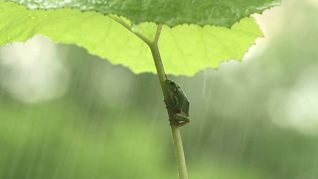 青蛙视频素材