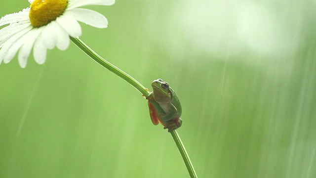 树蟾蜍视频素材