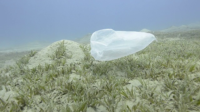 漂浮在热带浅水中的塑料袋。视频素材