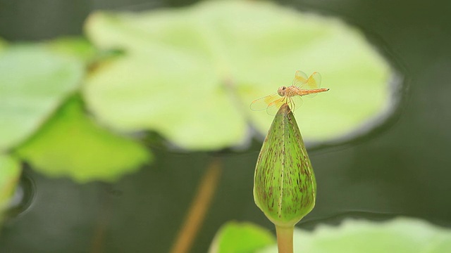 蜻蜓视频素材