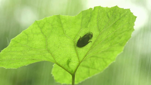 青蛙视频素材