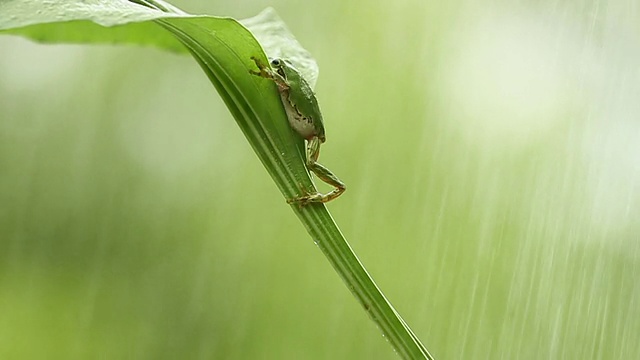 青蛙视频素材