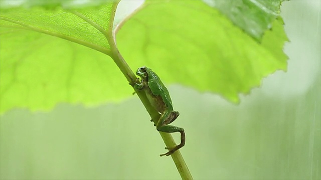 青蛙视频素材