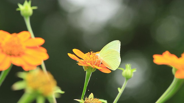 蝴蝶吃花蜜视频素材