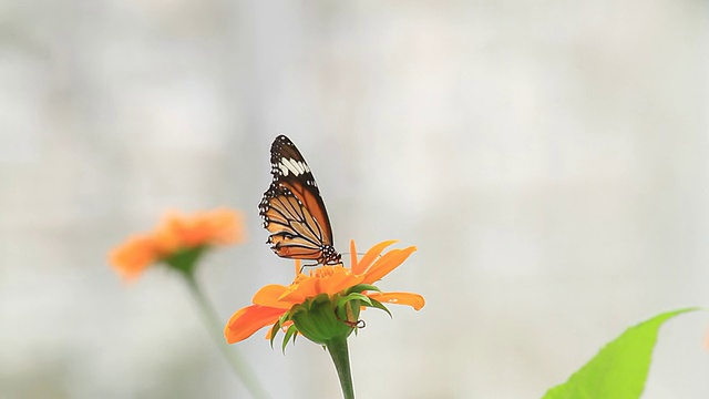 蝴蝶吃花蜜视频素材