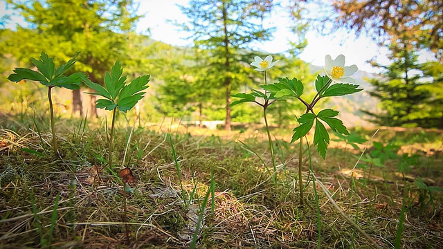 甘菊。视频素材