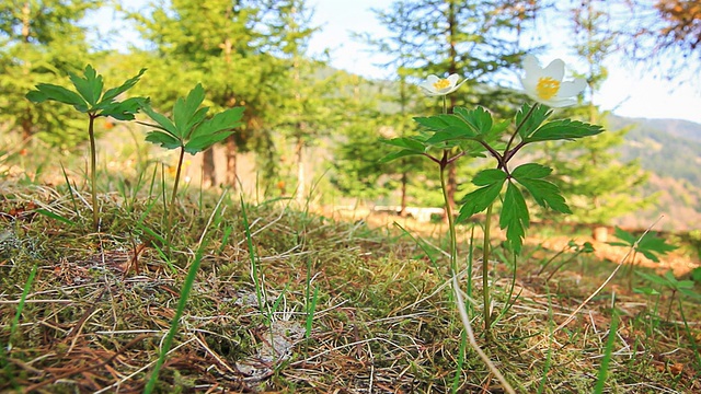 甘菊。视频素材