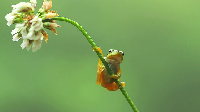 青蛙视频素材