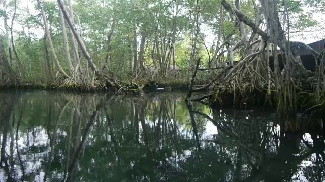 多米尼加共和国的红树林视频素材