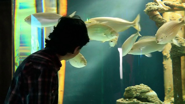 水族馆视频素材