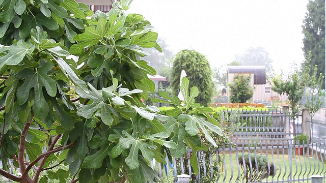 城市中的雨视频素材