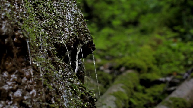 水流过苔藓视频下载