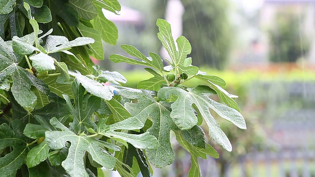 城市中的雨视频素材