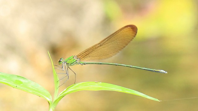 蜻蜓视频素材