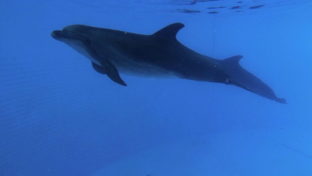 海豚浅滩视频素材