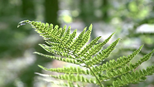 蕨类植物视频素材