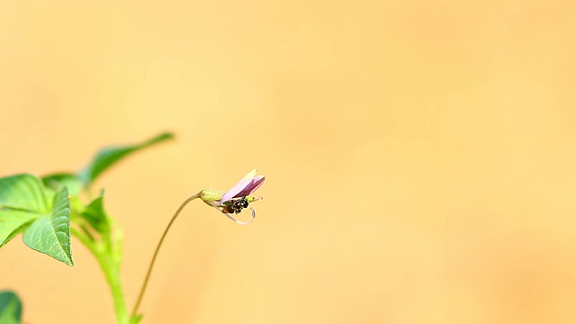 无刺的蜜蜂视频下载