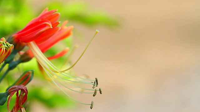 花视频下载