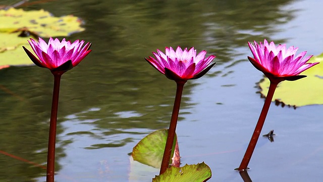 莲花视频素材