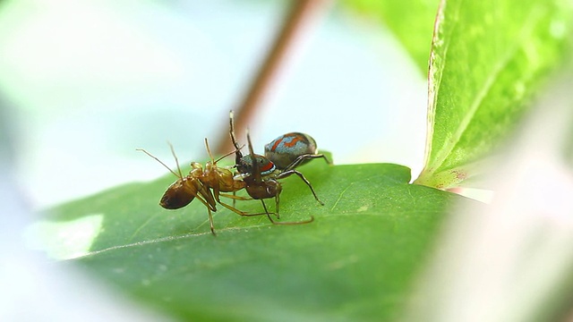 蜘蛛视频下载