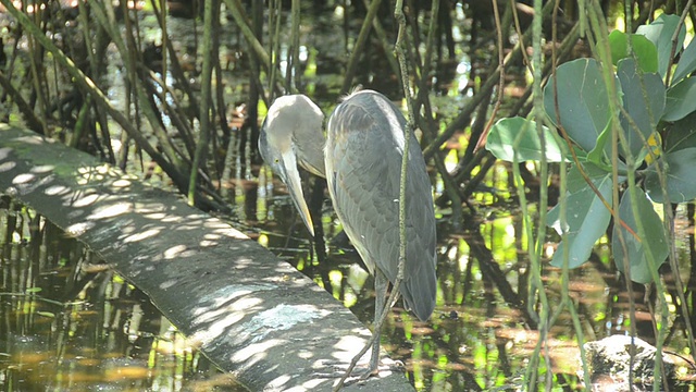 大蓝鹭(ardea herodias)视频素材