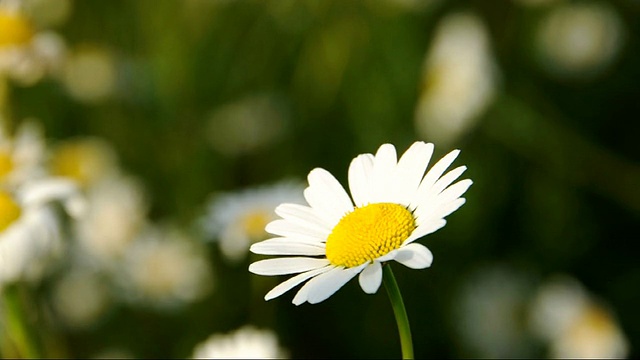 田野里的雏菊视频素材