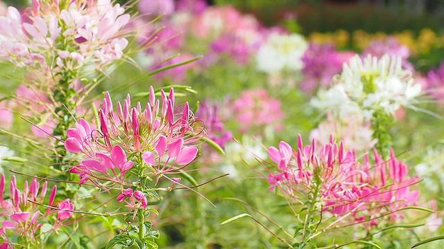 美丽的Cleome Spinosa特写视频素材