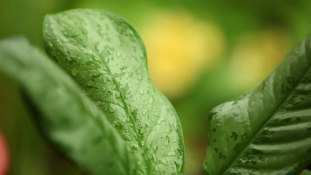 大雨淋在新鲜的绿叶和非洲菊花上视频素材