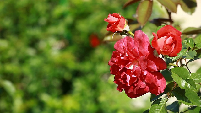 花园里树枝上的红玫瑰视频素材