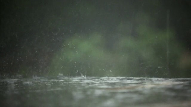 下猫狗雨(实时高清)视频素材