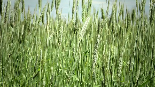 绿油油的麦田，有声视频素材