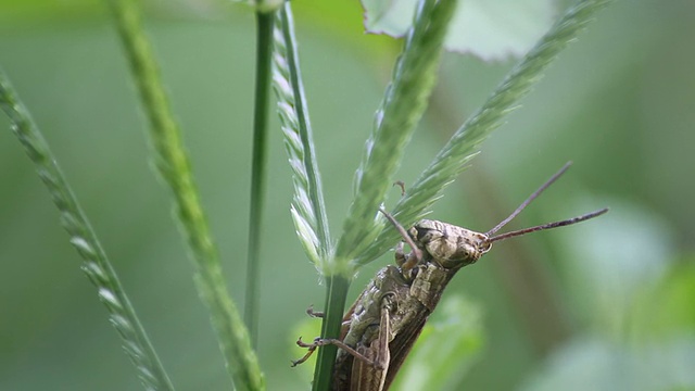 蝗虫吃草视频下载