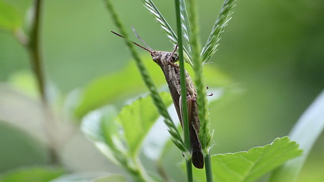 蝗虫吃草视频下载