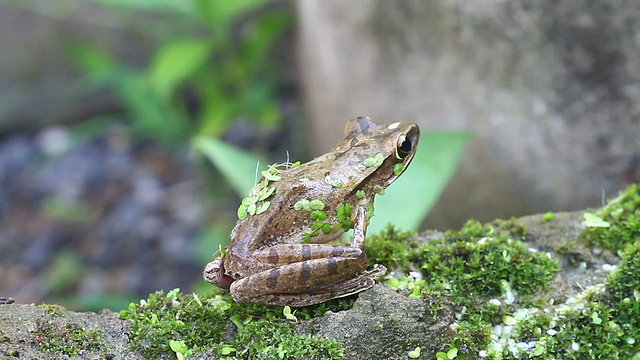 蟾蜍视频素材