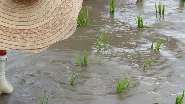 种植水稻视频下载