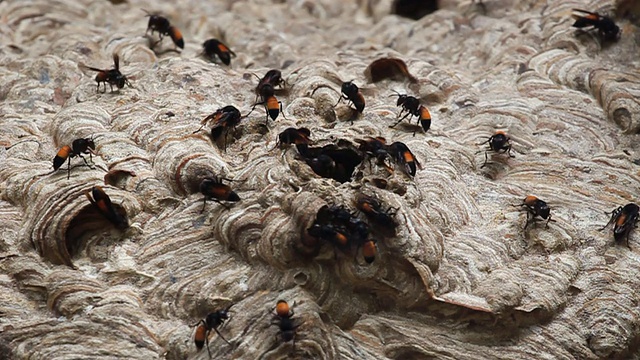黄蜂筑巢视频素材