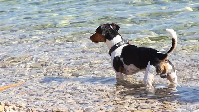 狗在海视频素材