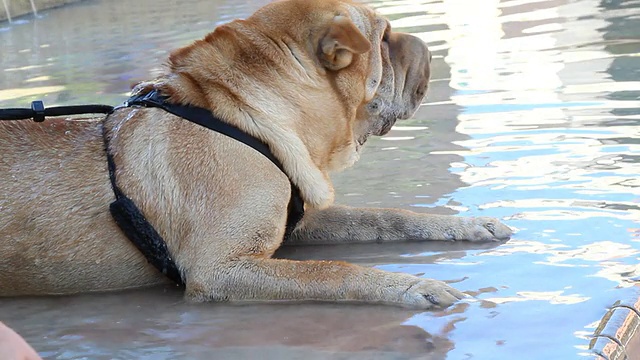 sharpei狗视频素材