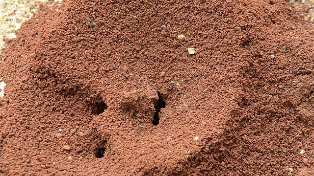 蚂蚁在自然界筑巢视频素材