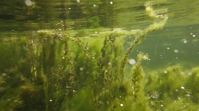 藻类产生氧气视频素材