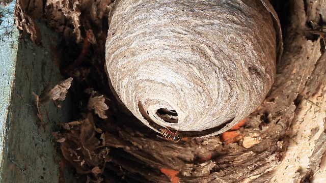 黄蜂的巢。视频素材