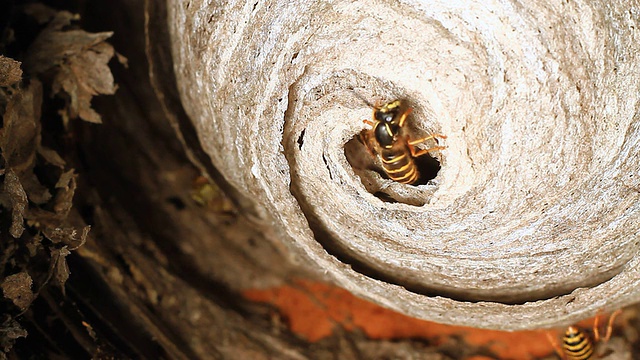 黄蜂。视频素材
