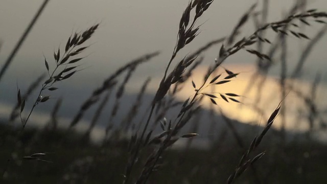 草在风中随河而动视频素材